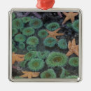 Search for olympic national park christmas tree decorations Pacific northwest