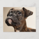 Search for brindle postcards Boxer