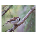 Search for common photography Bird