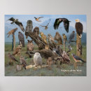 Search for raptors posters Eagles