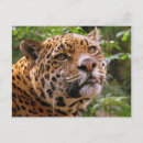 Search for jaguars postcards Zoo