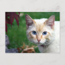 Search for cat face postcards Feline