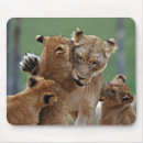 Search for lionesses mousepads Wild