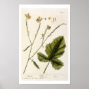 Search for mustard posters Botanical
