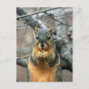 Search for nut with squirrel postcards Woodland