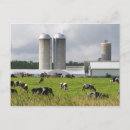 Search for farm postcards Cattle