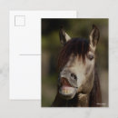 Search for buckskin postcards Breed