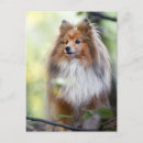 Search for sheltie postcards Cute