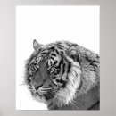 Search for white tiger posters Jungle