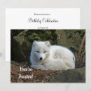 Search for arctic fox invitations Wildlife