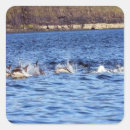 Search for porpoise stickers Dolphin
