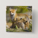 Search for breckenridge badges Vulpes vulpes