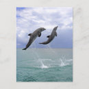 Search for delfin postcards Animal
