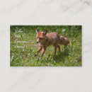 Search for fox business cards Wildlife