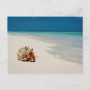 Search for seashell photography postcards Beach