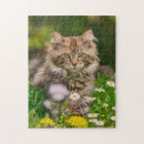 Search for maine coon cat puzzles Pet