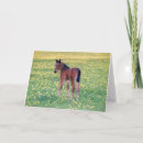 Search for foal cards Meadow