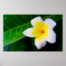Search for frangipani art Yellow