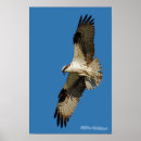 Search for hover posters Birds