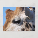 Search for giraffe postcards Wild animal