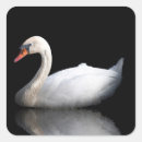 Search for black swan stickers Animal