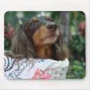 Search for dachshund mousepads Domestic animals