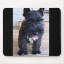 Search for minature Puppy