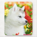 Search for siberian mousepads Siberian husky puppy