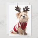 Search for morkies cards Yorkshire terrier