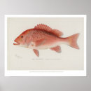 Search for snapper posters Marine