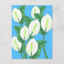 Search for peace flower postcards Botanical
