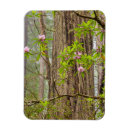 Search for rhododendron magnets Forest