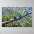 Search for budgies posters Budgerigars