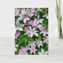 Search for clematis vines cards Flowers