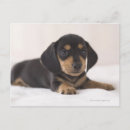 Search for miniature dachshund postcards Baby