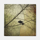 Search for crows magnets Goth