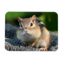 Search for cheeks magnets Cute