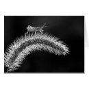 Search for grass seeds postcards Nature