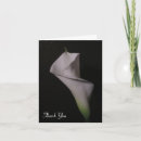 Search for calla lilies thank you cards White