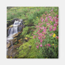 Search for wildflower magnets Glacier national park