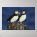 Search for atlantic puffin posters Bird