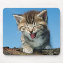 Search for laughing cat electronics Kitten
