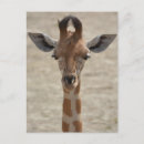 Search for little giraffe postcards Baby