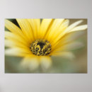 Search for yellow daisies posters Garden