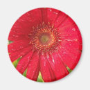 Search for gerber daisy magnets Red