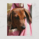 Search for miniature dachshund postcards Puppy