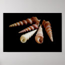 Search for spiralled posters Still life