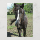 Search for blazing postcards Equine