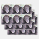 Search for chimpanzees gift wrap Ape