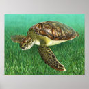 Search for green turtle posters Ocean